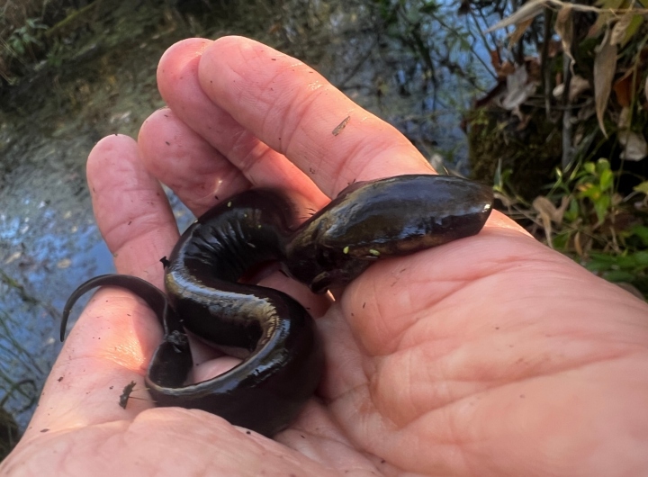 Lesser Siren